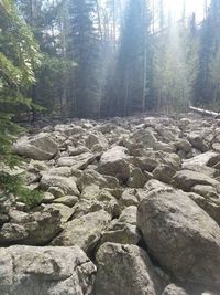 View of trees in forest