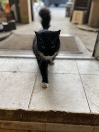 Portrait of black cat on floor