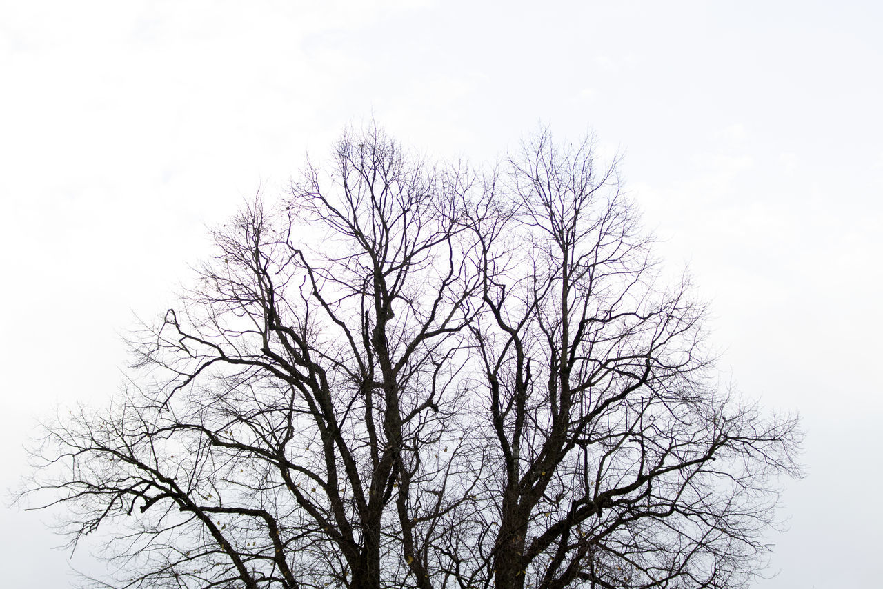 LOW ANGLE VIEW OF BARE TREE AGAINST SKY