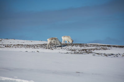 Reindeers standing on snowy field against sky