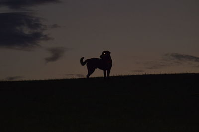 Silhouette dog standing on field against sky at dusk