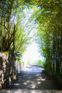 View of trees