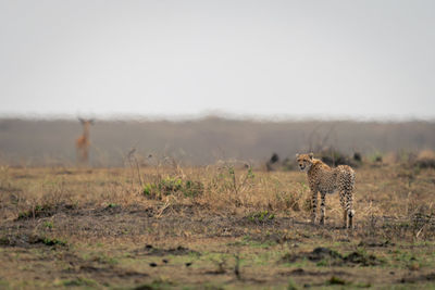 Common impala