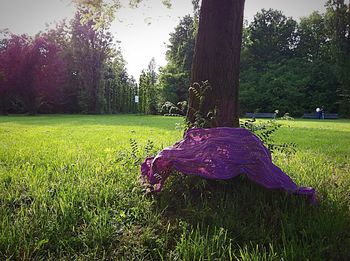 View of purple flower tree on field