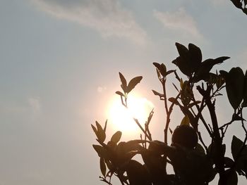 Low angle view of silhouette plants against sky during sunset