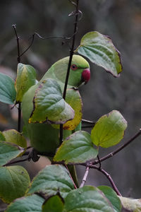 Close-up of fruits growing on tree
