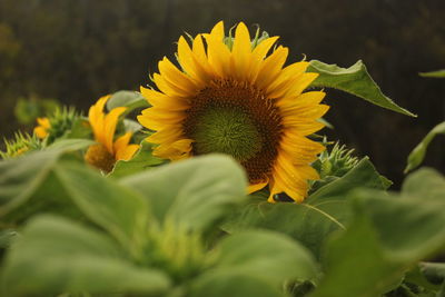 Close-up of sunflower on plant