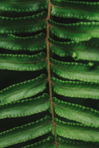 Detail shot of leaf