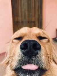 Close-up of a dog