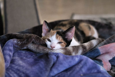 Small calico kitten laying in a blanket