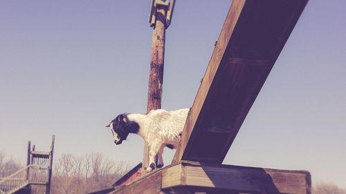 Low angle view of goat on wooden built structure against clear sky