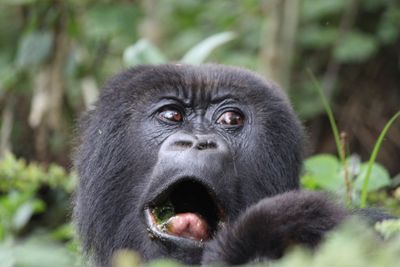 Close-up portrait of monkey in forest