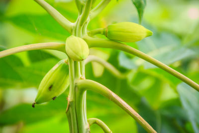 Close-up of flowering plant