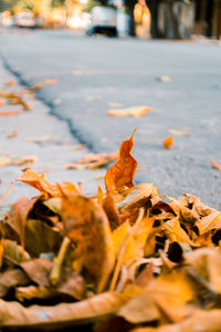Close-up of dry maple leaves on street