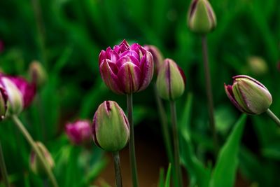 Close-up of pink tulips