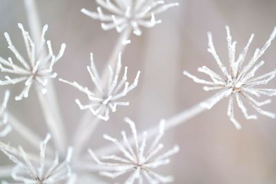 Close-up of frozen plant