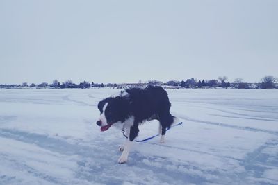 Dog on field against clear sky during winter