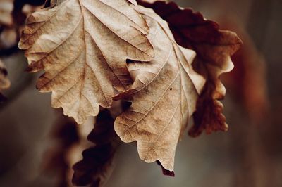 Close-up of dry maple leaves