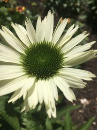 Close-up of flower blooming outdoors