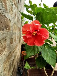 Close-up of red hibiscus blooming outdoors