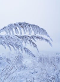 Close-up of snow covered plants against white background