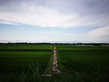 Scenic view of agricultural field against sky