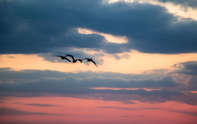 Silhouette birds flying in sky