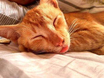 Close-up of cat sleeping on bed