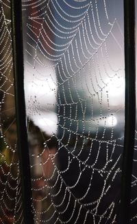 spider web