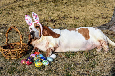 Dog lying ng on field wearing easter costume 