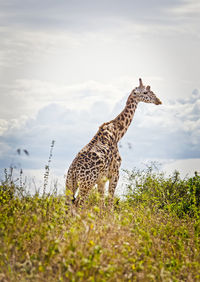 Giraffe on field against sky