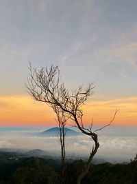 Silhouette bare tree against sky during sunset