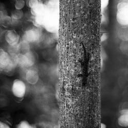Close-up of tree trunk in forest