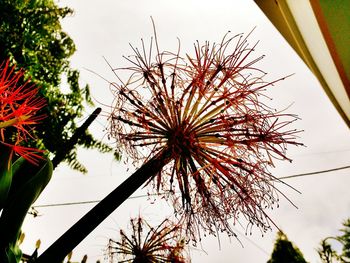 Low angle view of palm trees