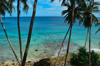 Palm trees on beach