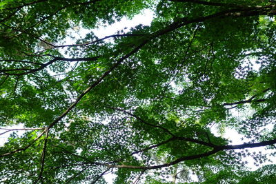 Low angle view of tree in forest
