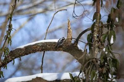 Low angle view of bird perching on branch