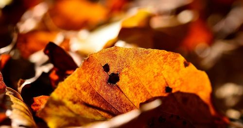 Close-up of yellow autumn leaf