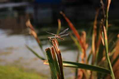 Close-up of insect on grass