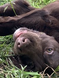 Close-up portrait of a dog