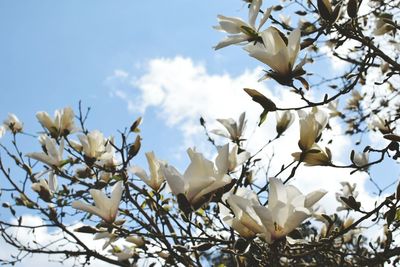 Low angle view of flowering tree against sky