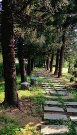 Long empty pathway along trees