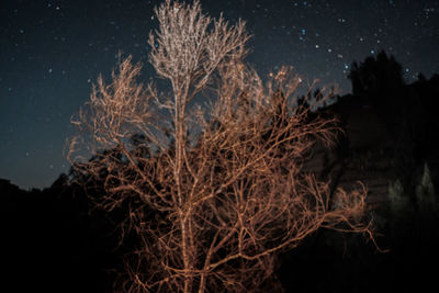 Close-up of plants against sky at night
