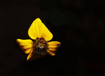 Close-up of yellow flower against black background