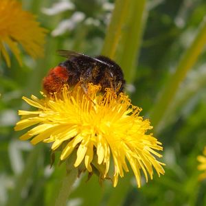 Close-up of butterfly pollinating on flower