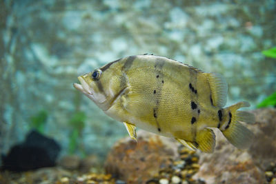 Close-up of fish swimming in sea