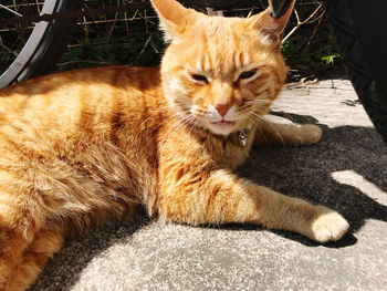 Close-up of a cat resting