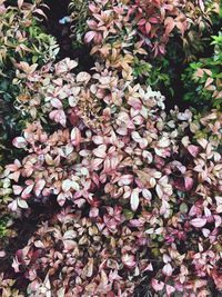 High angle view of pink flowering plants on land