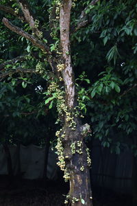 Close-up of lichen growing on tree trunk in forest