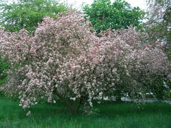 Flowers blooming in park